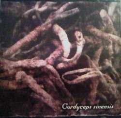 Lycaon (JAP) : Cordyceps Sinensis